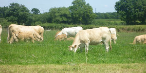 Des haies utiles à l'agriculture